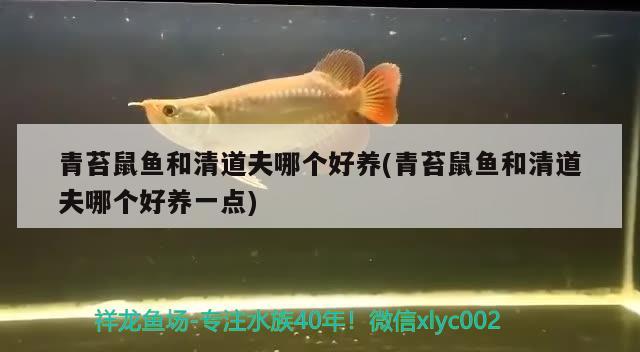 青苔鼠鱼和清道夫哪个好养(青苔鼠鱼和清道夫哪个好养一点)