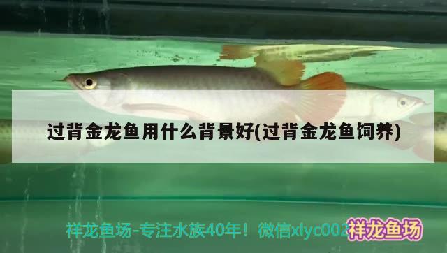 过背金龙鱼用什么背景好(过背金龙鱼饲养) 过背金龙鱼