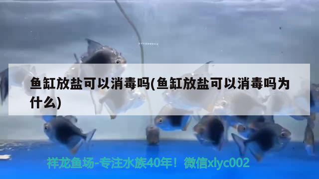 鱼缸放盐可以消毒吗(鱼缸放盐可以消毒吗为什么)