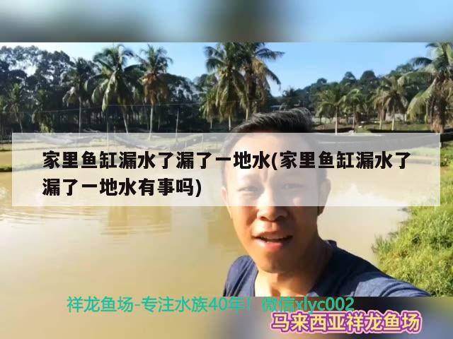 家里鱼缸漏水了漏了一地水(家里鱼缸漏水了漏了一地水有事吗) 黄金河虎鱼