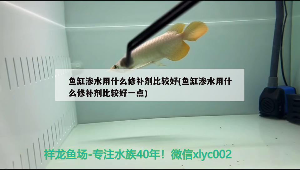 鱼缸渗水用什么修补剂比较好(鱼缸渗水用什么修补剂比较好一点) 纯血皇冠黑白魟鱼