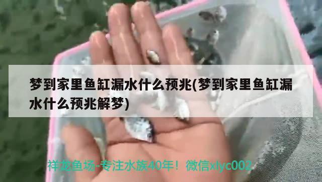 梦到家里鱼缸漏水什么预兆(梦到家里鱼缸漏水什么预兆解梦) 黄金河虎鱼