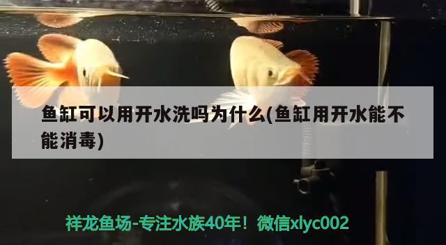 鱼缸可以用开水洗吗为什么(鱼缸用开水能不能消毒) 2024第28届中国国际宠物水族展览会CIPS（长城宠物展2024 CIPS）