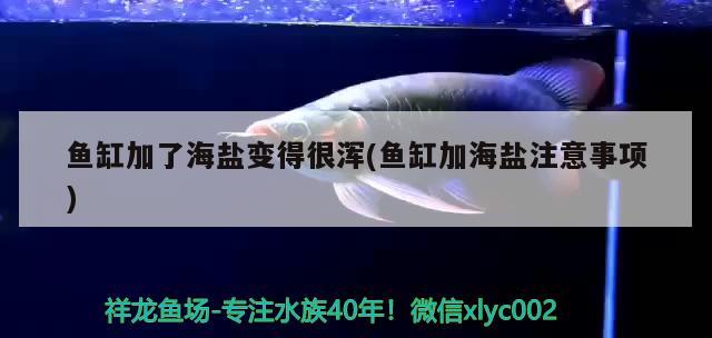 鱼缸加了海盐变得很浑(鱼缸加海盐注意事项)