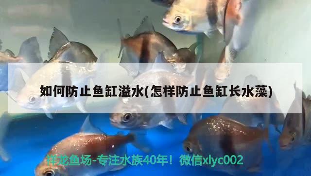 如何防止鱼缸溢水(怎样防止鱼缸长水藻) 红头利鱼