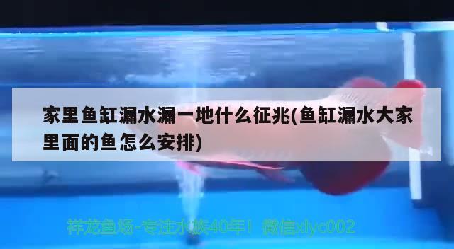 家里鱼缸漏水漏一地什么征兆(鱼缸漏水大家里面的鱼怎么安排)