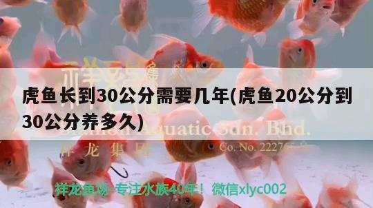 虎鱼长到30公分需要几年(虎鱼20公分到30公分养多久) 虎鱼百科