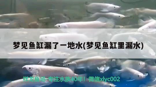 梦见鱼缸漏了一地水(梦见鱼缸里漏水)