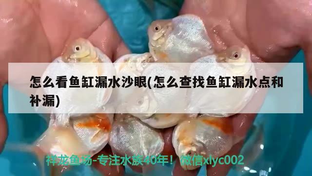 怎么看鱼缸漏水沙眼(怎么查找鱼缸漏水点和补漏) 白子银龙苗（黄化银龙苗）