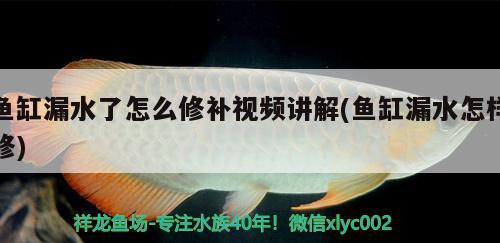 鱼缸漏水了怎么修补视频讲解(鱼缸漏水怎样修) 细线银版鱼