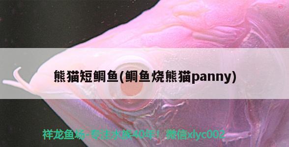 熊猫短鲷鱼(鲷鱼烧熊猫panny) 观赏鱼