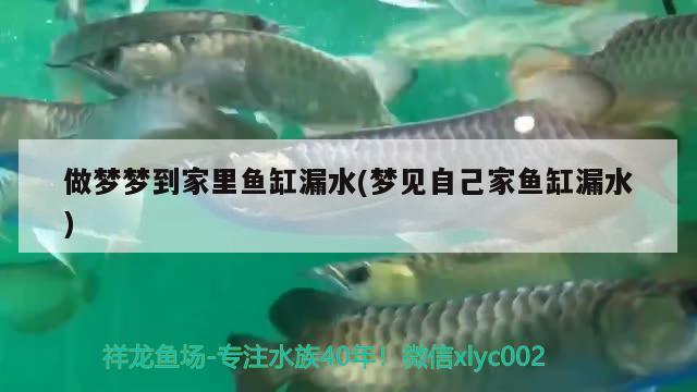 做梦梦到家里鱼缸漏水(梦见自己家鱼缸漏水) 羽毛刀鱼苗