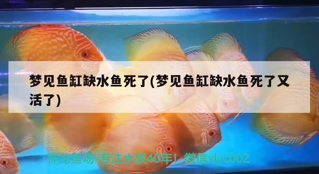 梦见鱼缸缺水鱼死了(梦见鱼缸缺水鱼死了又活了)