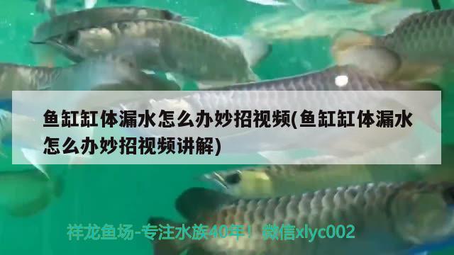 鱼缸缸体漏水怎么办妙招视频(鱼缸缸体漏水怎么办妙招视频讲解) 成吉思汗鲨（球鲨）鱼