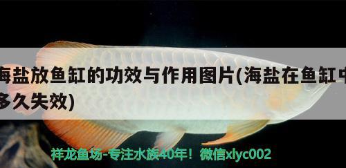 海盐放鱼缸的功效与作用图片(海盐在鱼缸中多久失效)