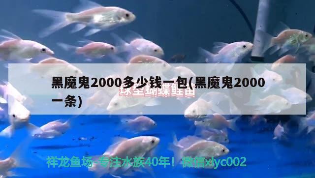 黑魔鬼2000多少钱一包(黑魔鬼2000一条) 观赏鱼