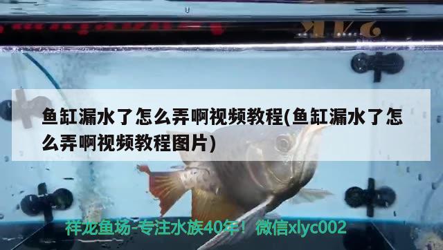 鱼缸漏水了怎么弄啊视频教程(鱼缸漏水了怎么弄啊视频教程图片) 七纹巨鲤鱼