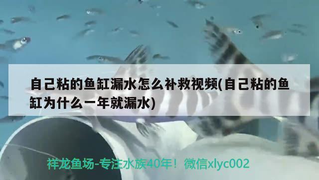 自己粘的鱼缸漏水怎么补救视频(自己粘的鱼缸为什么一年就漏水) 马拉莫宝石鱼