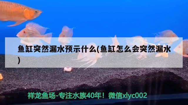 鱼缸突然漏水预示什么(鱼缸怎么会突然漏水)