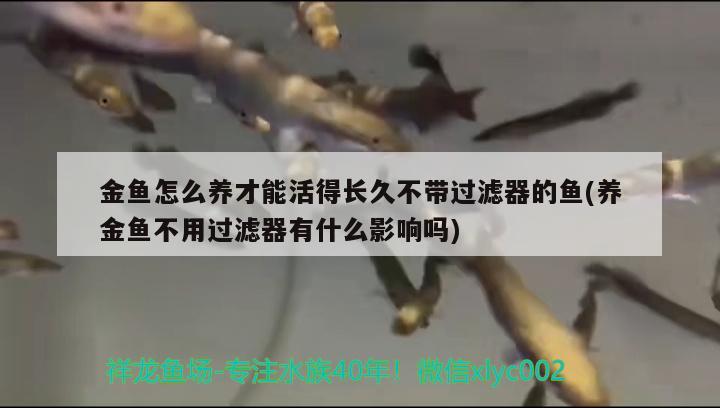 金鱼怎么养才能活得长久不带过滤器的鱼(养金鱼不用过滤器有什么影响吗) 观赏鱼