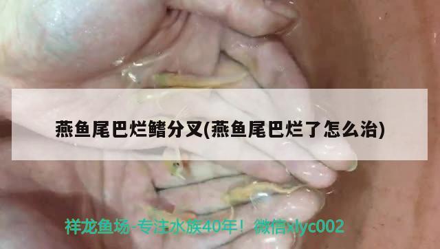 燕鱼尾巴烂鳍分叉(燕鱼尾巴烂了怎么治)