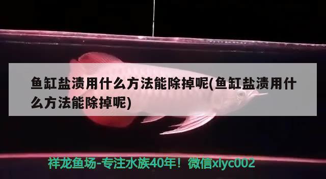 鱼缸盐渍用什么方法能除掉呢(鱼缸盐渍用什么方法能除掉呢) 黄金达摩鱼