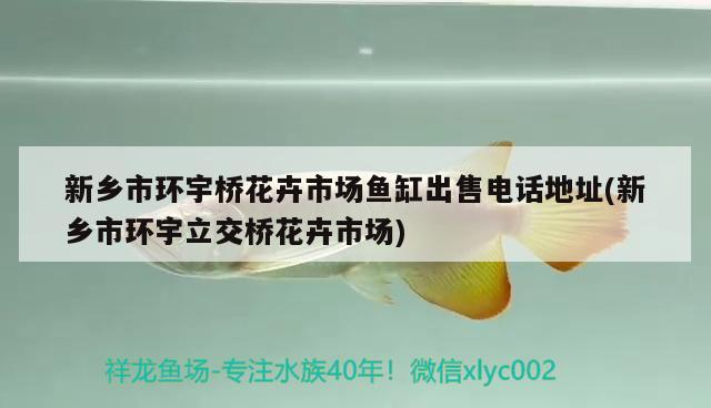 新乡市环宇桥花卉市场鱼缸出售电话地址(新乡市环宇立交桥花卉市场) 黄鳍鲳鱼