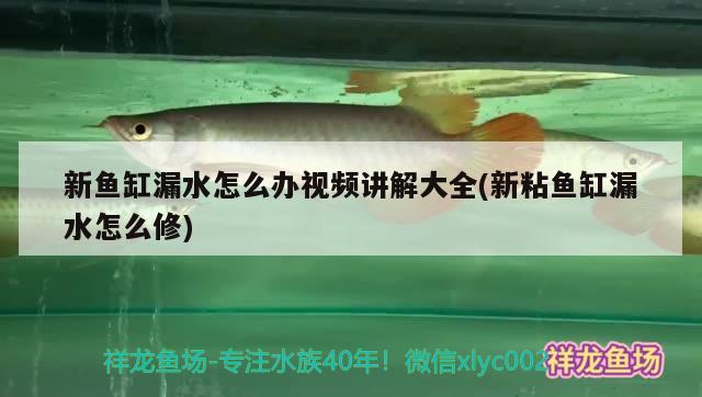 新鱼缸漏水怎么办视频讲解大全(新粘鱼缸漏水怎么修)