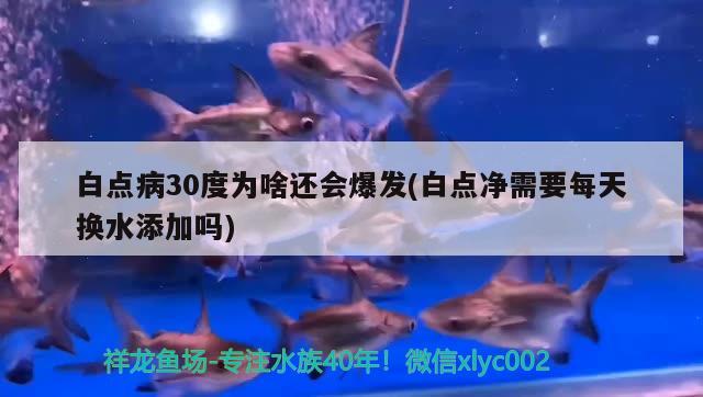 白点病30度为啥还会爆发(白点净需要每天换水添加吗) 观赏鱼