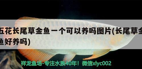 五花长尾草金鱼一个可以养吗图片(长尾草金鱼好养吗)