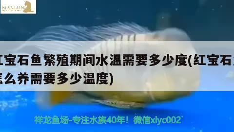 红宝石鱼繁殖期间水温需要多少度(红宝石鱼怎么养需要多少温度) 观赏鱼