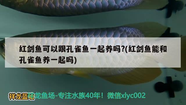 红剑鱼可以跟孔雀鱼一起养吗?(红剑鱼能和孔雀鱼养一起吗) 观赏鱼