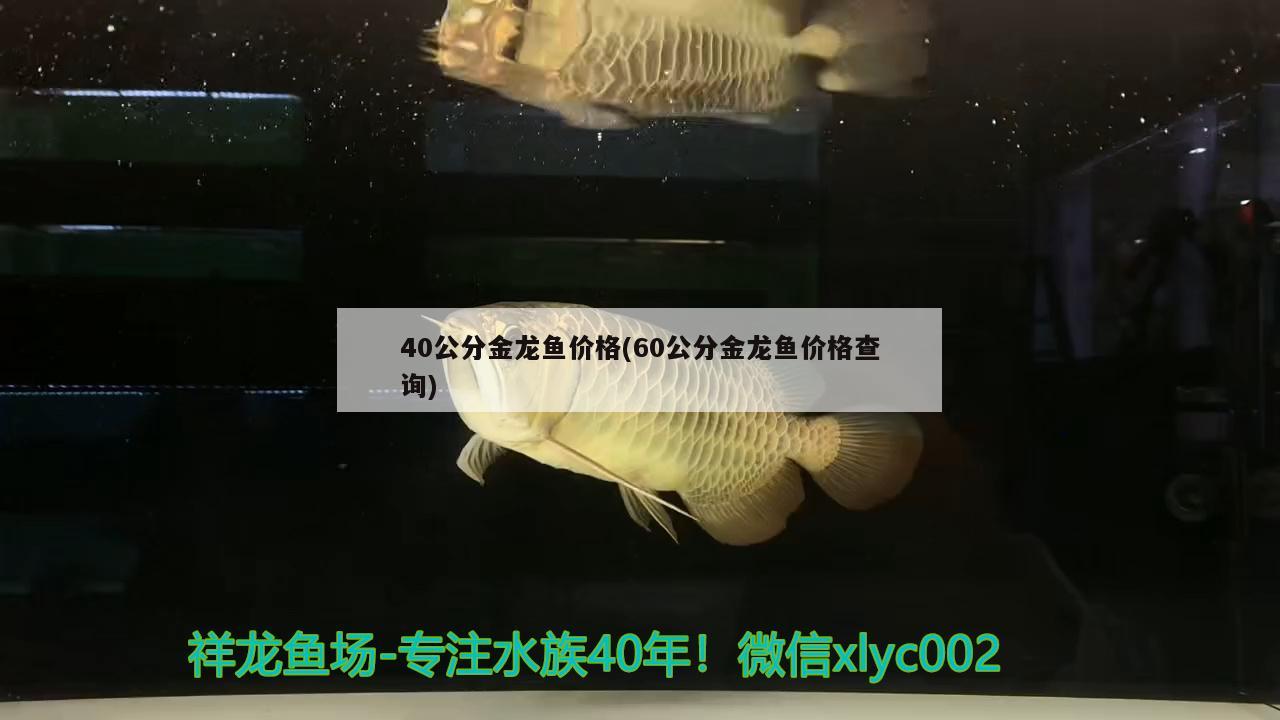 40公分金龙鱼价格(60公分金龙鱼价格查询) 观赏鱼