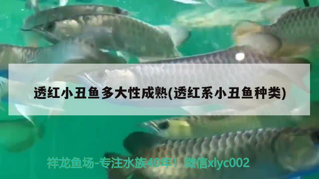 透红小丑鱼多大性成熟(透红系小丑鱼种类)