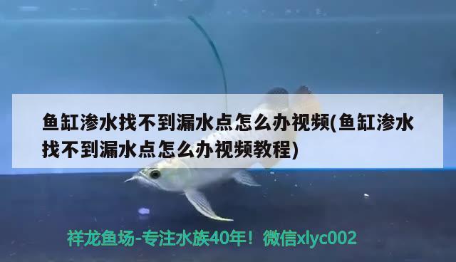 鱼缸渗水找不到漏水点怎么办视频(鱼缸渗水找不到漏水点怎么办视频教程) 黑白双星鱼