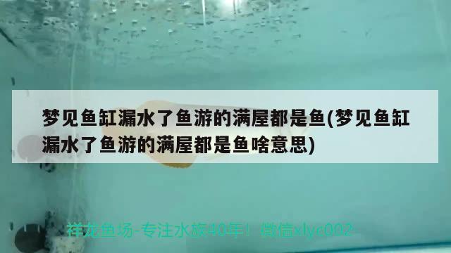 梦见鱼缸漏水了鱼游的满屋都是鱼(梦见鱼缸漏水了鱼游的满屋都是鱼啥意思) 鱼缸净水剂