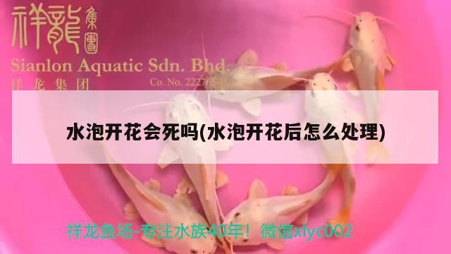 水泡开花会死吗(水泡开花后怎么处理) 观赏鱼