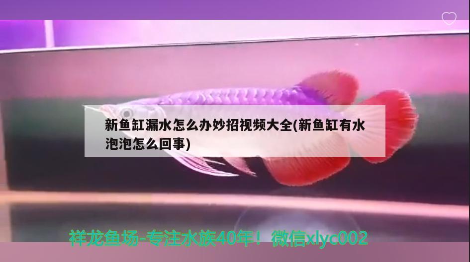 新鱼缸漏水怎么办妙招视频大全(新鱼缸有水泡泡怎么回事) 肥料