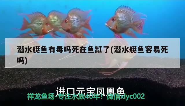 潜水艇鱼有毒吗死在鱼缸了(潜水艇鱼容易死吗) 潜水艇鱼