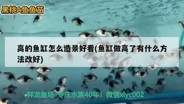 高的鱼缸怎么造景好看(鱼缸做高了有什么方法改好) 帝王迷宫 第2张