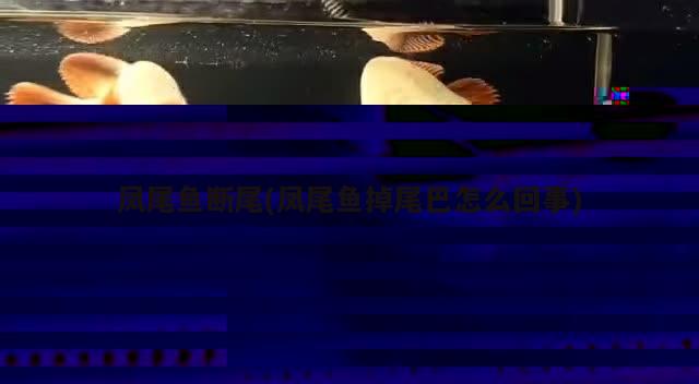 凤尾鱼断尾(凤尾鱼掉尾巴怎么回事) 观赏鱼