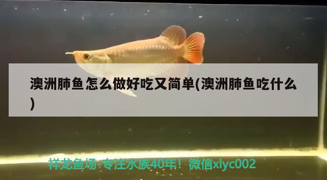 澳洲肺鱼怎么做好吃又简单(澳洲肺鱼吃什么)