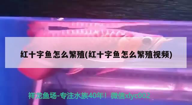 红十字鱼怎么繁殖(红十字鱼怎么繁殖视频) 观赏鱼