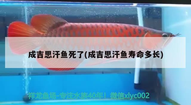 成吉思汗鱼死了(成吉思汗鱼寿命多长) 观赏鱼