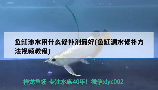 鱼缸渗水用什么修补剂最好(鱼缸漏水修补方法视频教程)