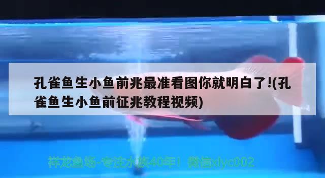 孔雀鱼生小鱼前兆最准看图你就明白了!(孔雀鱼生小鱼前征兆教程视频)