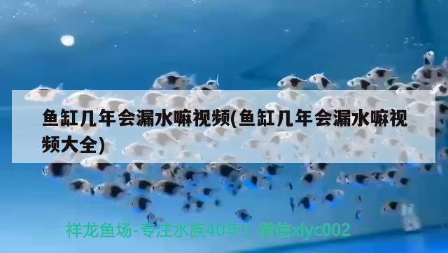 鱼缸几年会漏水嘛视频(鱼缸几年会漏水嘛视频大全) 新加坡号半红龙鱼（练手级红龙鱼）