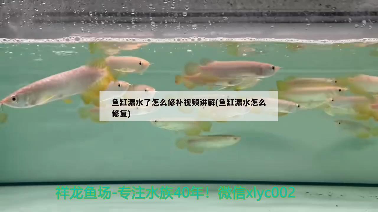 鱼缸漏水了怎么修补视频讲解(鱼缸漏水怎么修复) 胭脂孔雀龙鱼 第2张