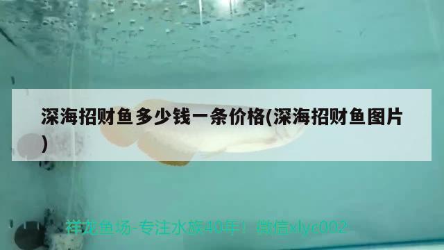 深海招财鱼多少钱一条价格(深海招财鱼图片) 观赏鱼