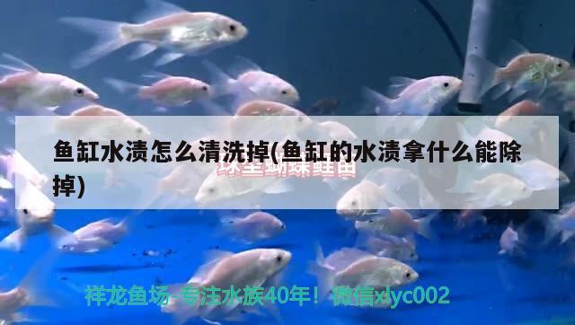 鱼缸水渍怎么清洗掉(鱼缸的水渍拿什么能除掉)